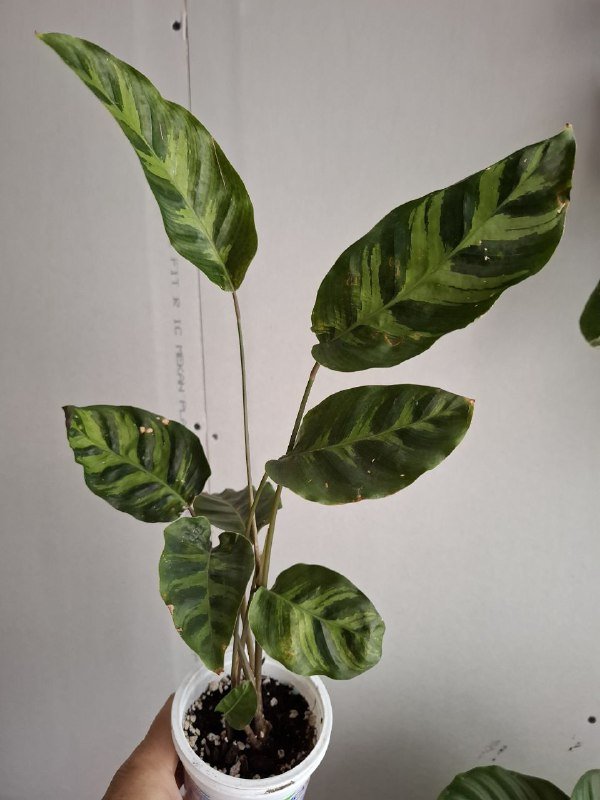 Строманты, Хлорофитум, Отросток монстеры, Молочай эуфорбия, Кампелия 4