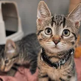 Котята 4