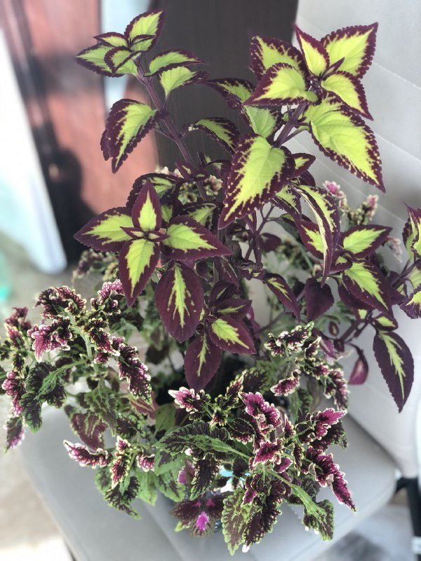 Колеусы и другие комнатные растения