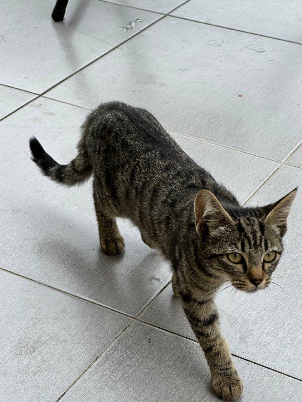 Котята бесплатно 5