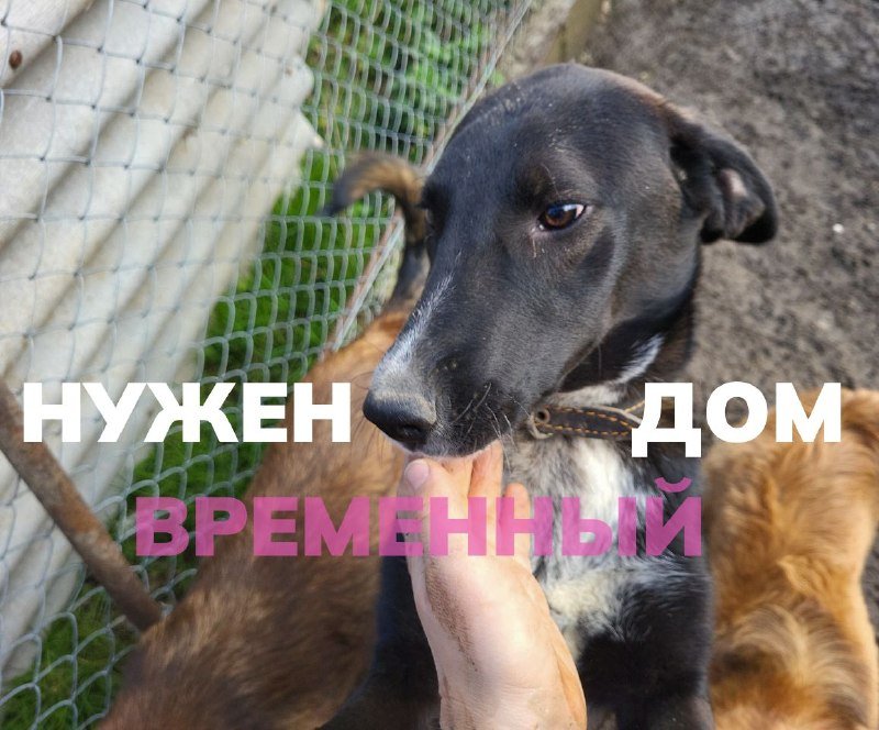 Собака временный дом, помощь и передержка