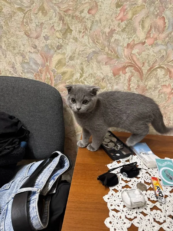 Шотландский вислоухий котенок 1