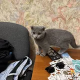 Шотландский вислоухий котенок 1