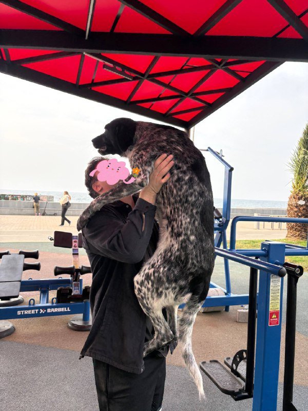 Немецкий курцхаар для передержки 2