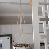 Традесканция зебрина 2