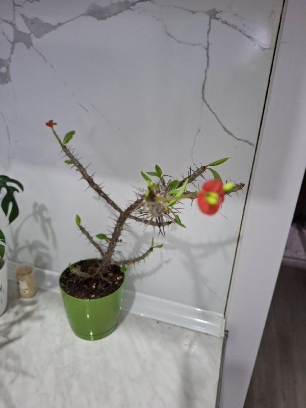 Комнатные растения 6
