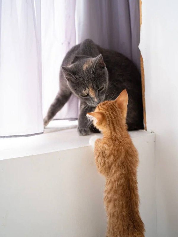 Кошка Лиза ищет дом 4