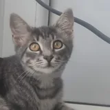 Кот мальчик 1