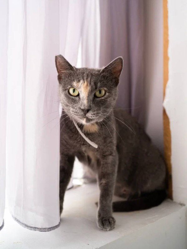 Кошка Лиза для доброго хозяина 3