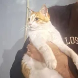 Ласковая кошечка ищет дом 2