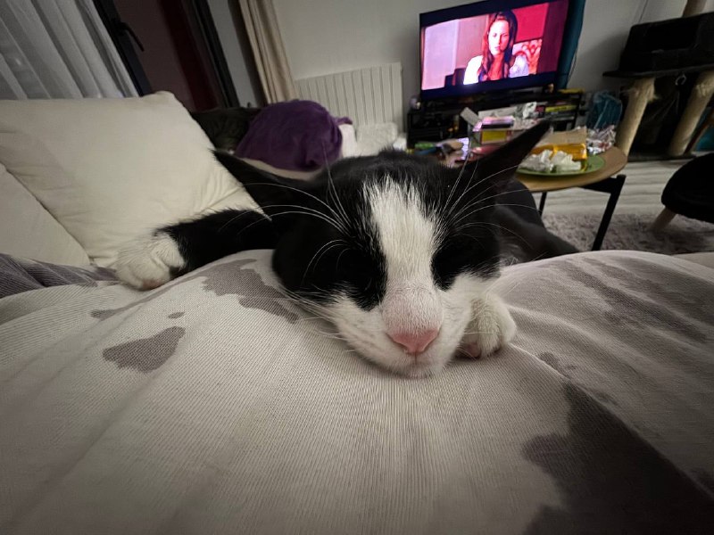 Котенок Шкет ищет дом 4