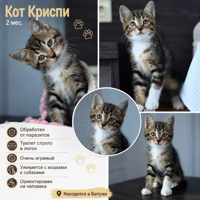 Кот Криспи