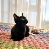 Чернышка, котёнок 3