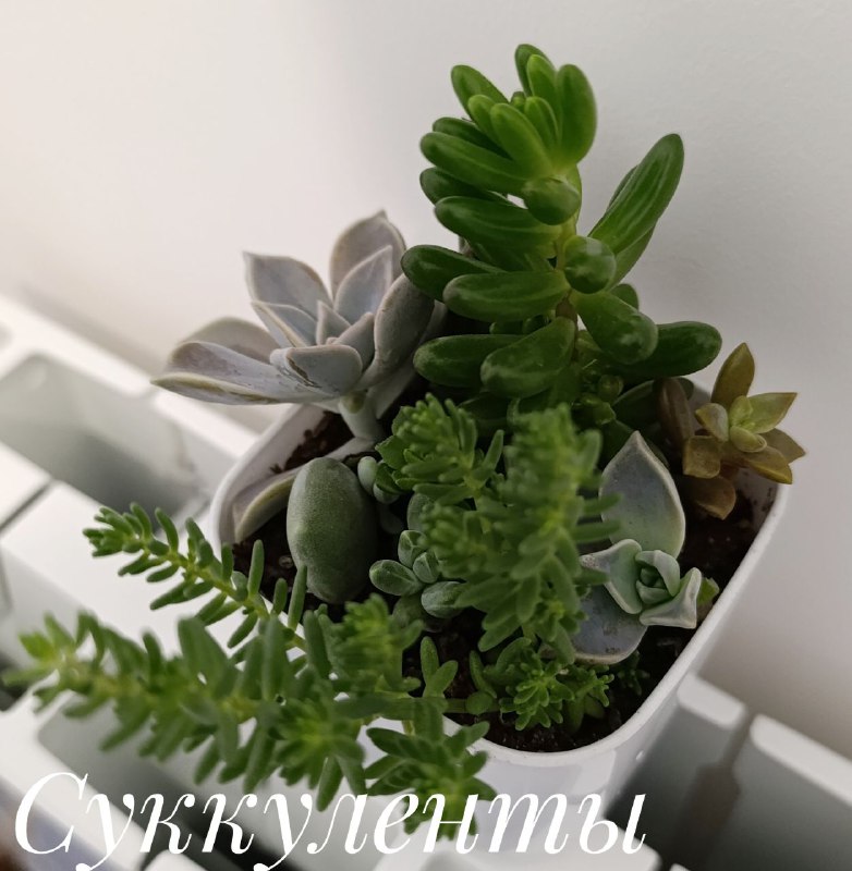 Пеларгония, Декабрист, Суккуленты, Традесканция, Красула Голлум 3