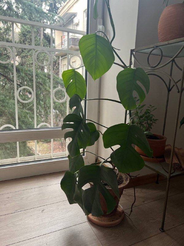 Вентилятор, пряжа тонкий мохер, остатки пряжи, увлажнитель, монстера