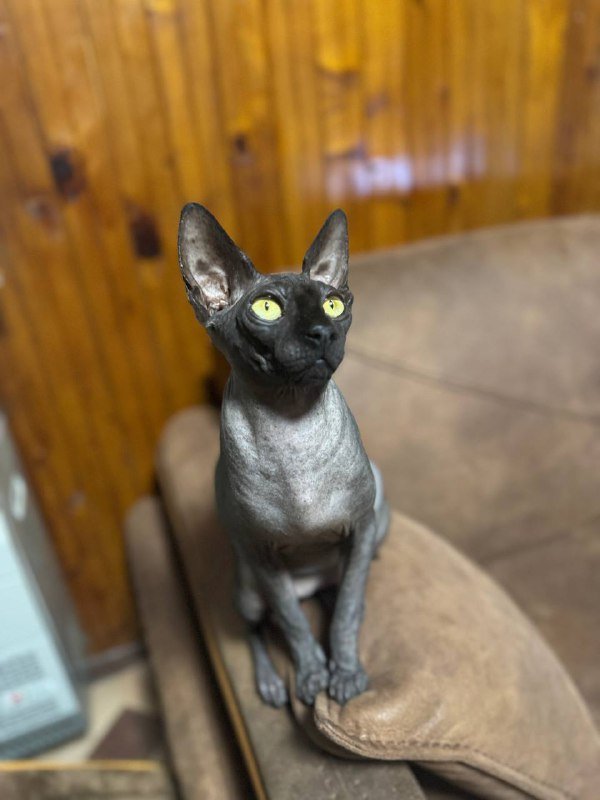 Кошка сфинкс с прививками и паспортом