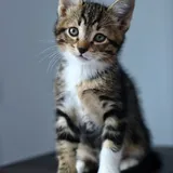 Кот Криспи, котенок 5