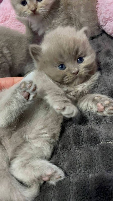 Британские котята