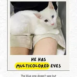 Котёнок Шмупсик в добрые руки 2