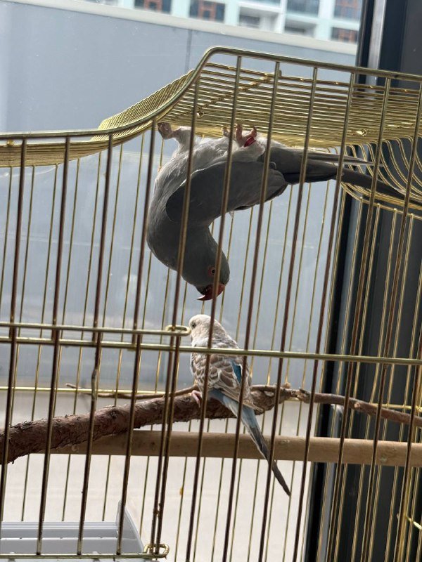 Два попугая с большой клеткой