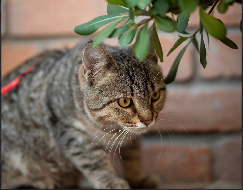 Котёнок тигрёнок в дар 2