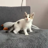 Котёнок-девочка ищет любящих хозяев 3
