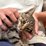 Котенок 2