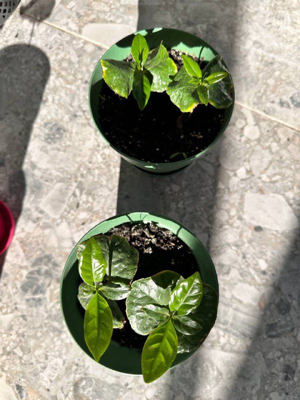 Кофе арабика 2 ростка в горшке 3