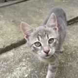 Котята ищут дом 5