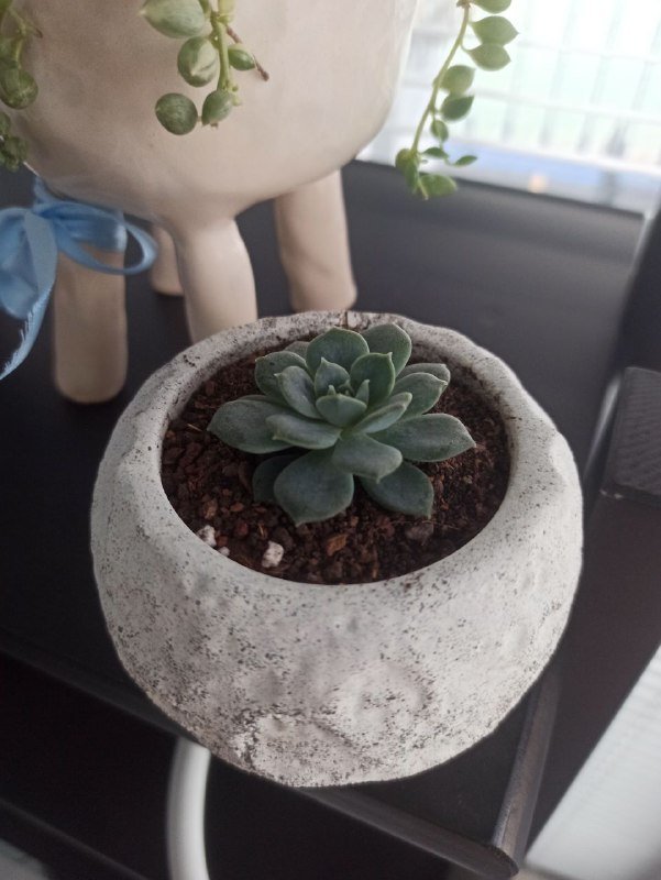 Суккулент голубая эхеверея в бетонном горшке