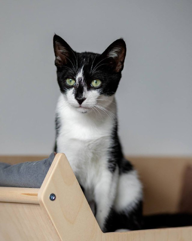 Котёнок Браин ищет дом