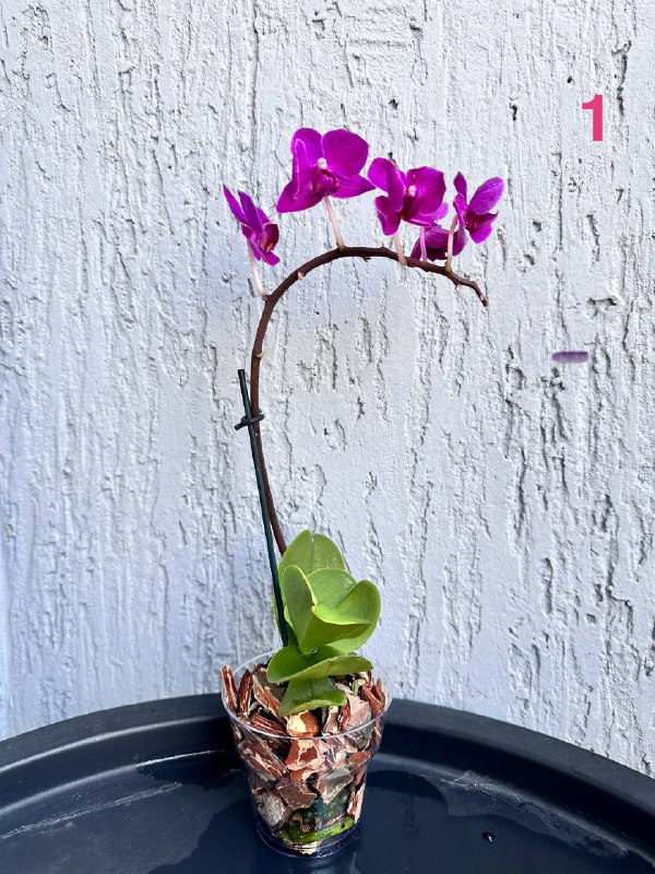 Орхидеи сорта МИНИ Phalaenopsis mini с горшком