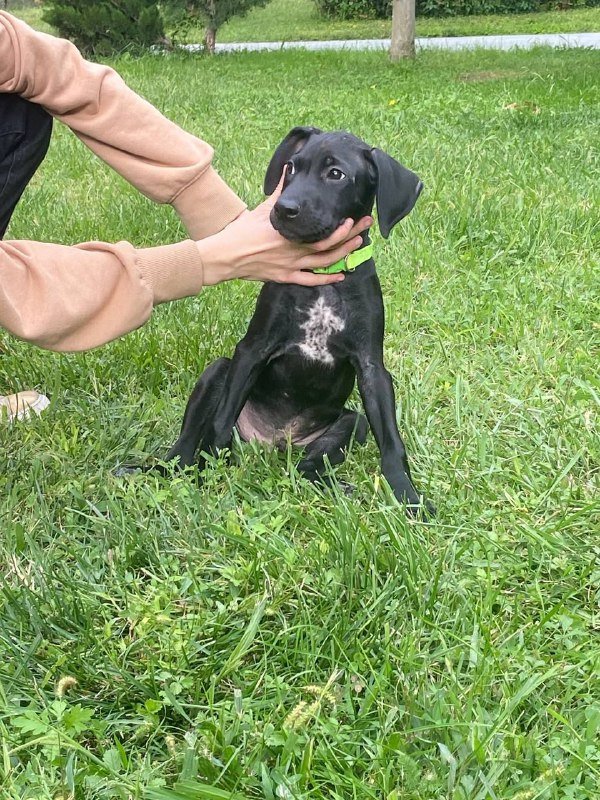 Щенок мальчик метис лабрадора 4