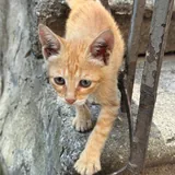 Котенок девочка 2