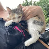 Котенок Наташка 2