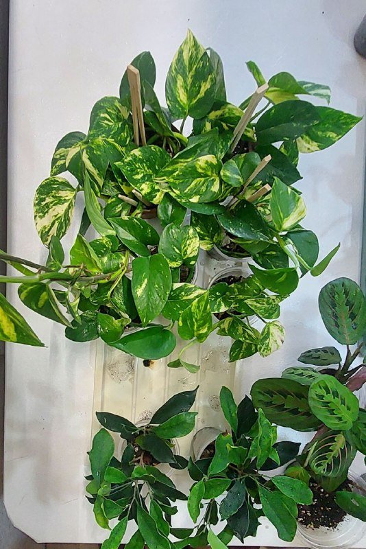 Комнатные растения 8