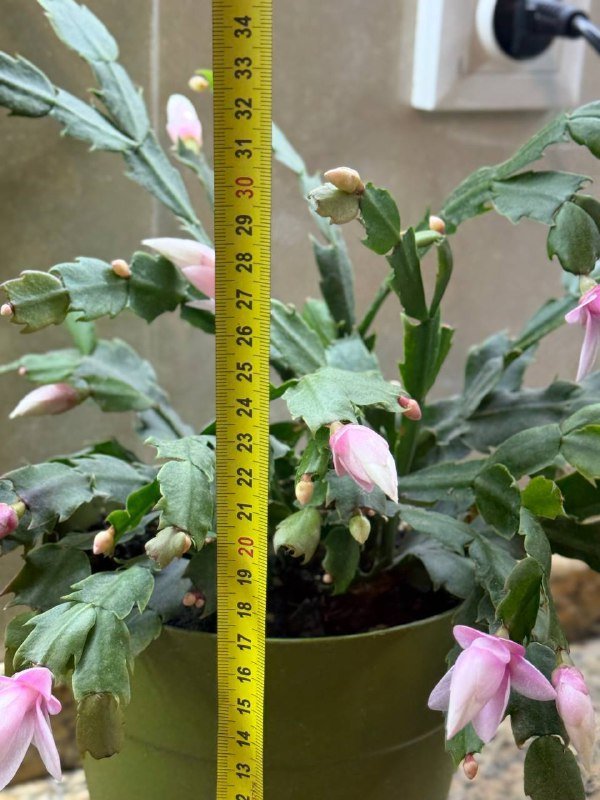 Растение Дикабрист цветущее 3