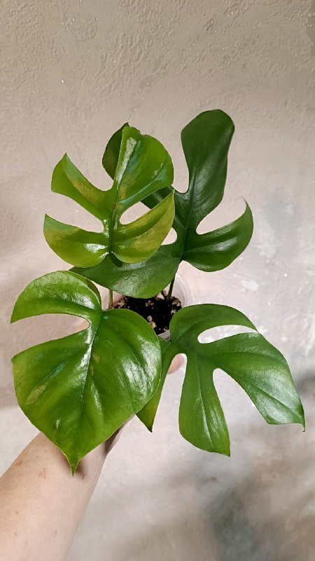 Монстера Манки, Сциндапсус Пиктус, Филодендрон Медуза, Рафидофора 8