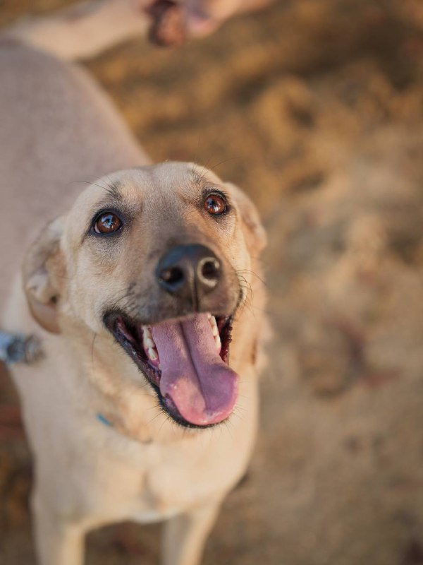 Собака Кали ищет дом