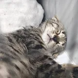 Котенок Гарри 3