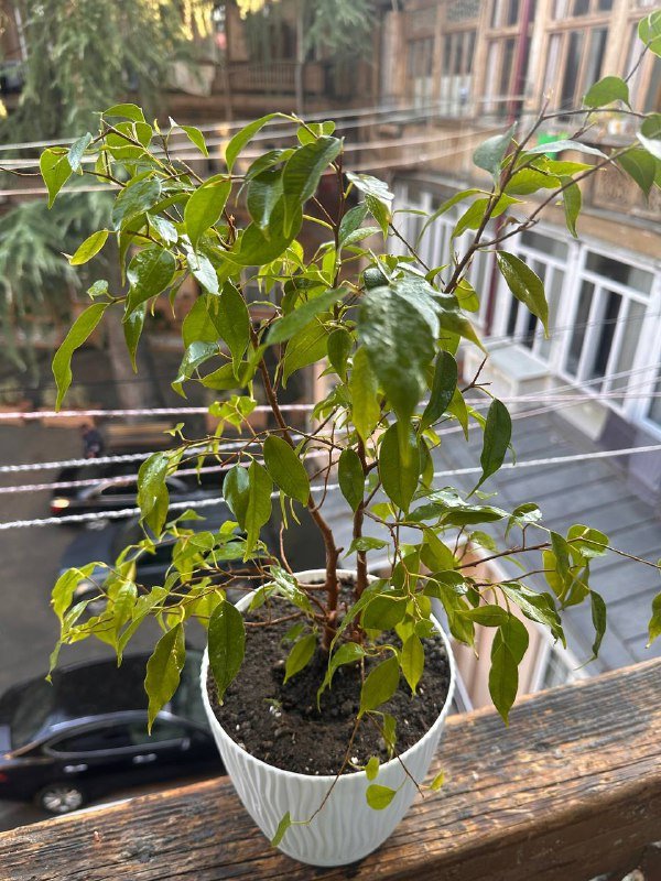 Цветы в горшках 6