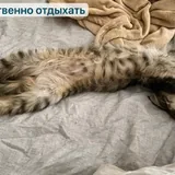 Котята, кот 3