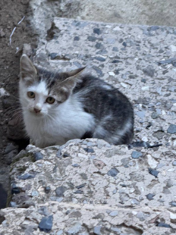 2 котенка девочки 2