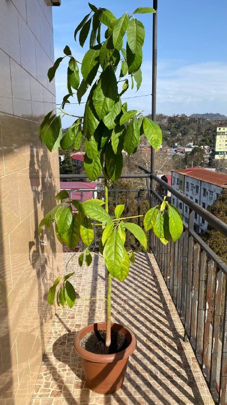 Дерево авокадо 2 метра с горшком
