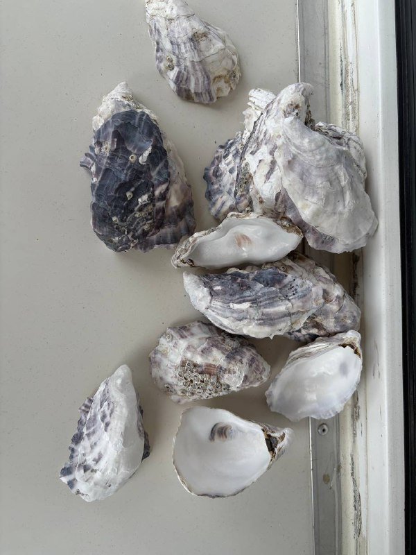 Мидии для творчества очищенные промытые