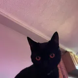 Котик 1