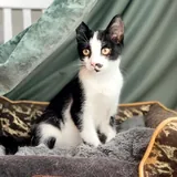 Котёнок Шуфутинский ищет дом 4