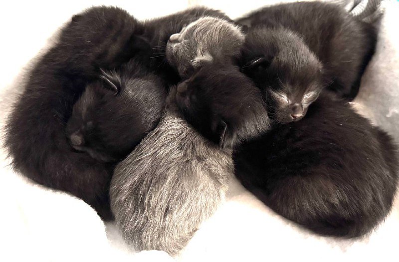 Котята и мама кошка в добрые руки