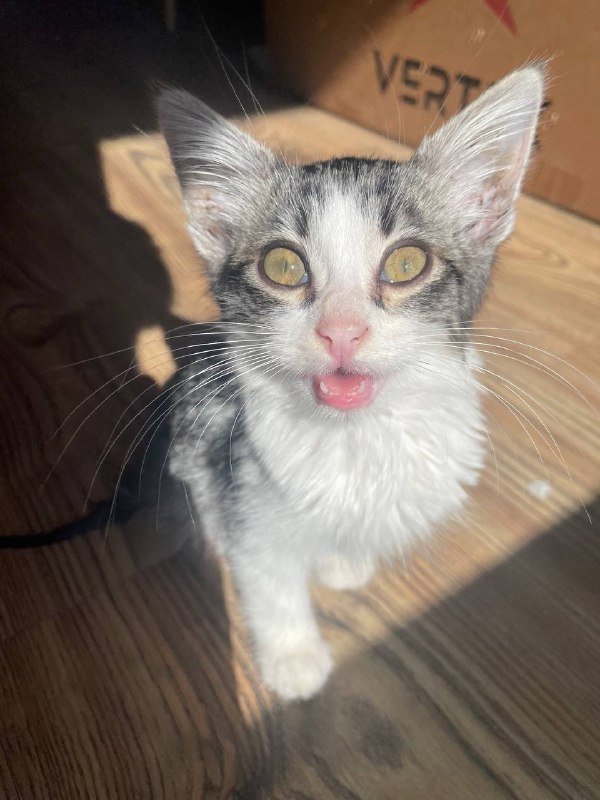 котенок молодой ищет дом 5