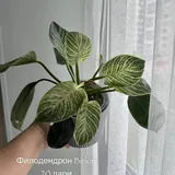 Комнатные растения, цветы 2